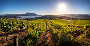 Lake County Winegrape Commission Referendum Passes, Reinforcing Grower Investment and Market Position in the Wine Industry